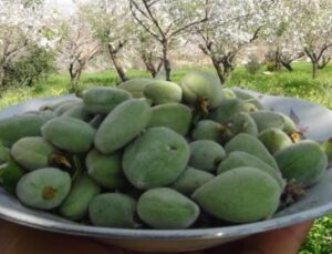 Çağla Hasadı Başladı: Baharın Müjdecisi Çağla Tezgahlarda