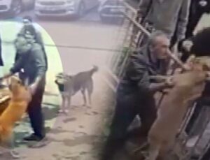 Sokak Köpeğinin Kurtarılma Anı