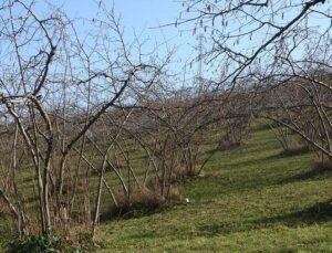Fındık Üretiminde İklim Değişikliğinin Etkileri ve Çözüm Önerileri
