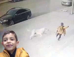 Sokak Köpeklerinin Saldırısından Kurtulan Emir’in Hikayesi