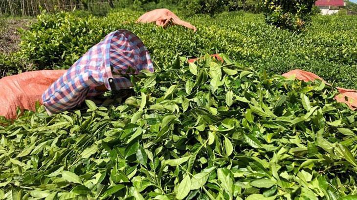 Çay Üreticilerinin Sezon Hazırlıkları