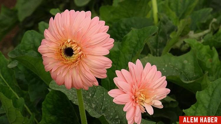 Feng Shui'ye Uygun Çiçek Seçenekleri