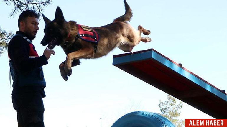 Jandarma Köpekleri: Güvenliğin Vazgeçilmezleri
