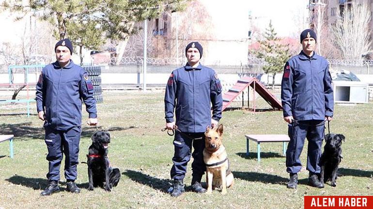 Jandarma Köpekleri: Güvenliğin Vazgeçilmezleri