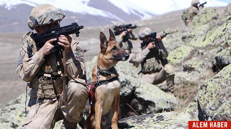 Jandarma Köpekleri: Güvenliğin Vazgeçilmezleri