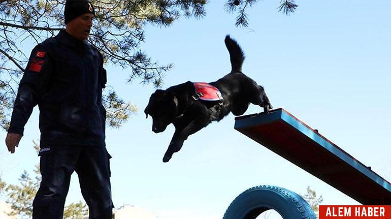 Jandarma Köpekleri: Güvenliğin Vazgeçilmezleri