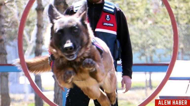 Jandarma Köpekleri: Güvenliğin Vazgeçilmezleri