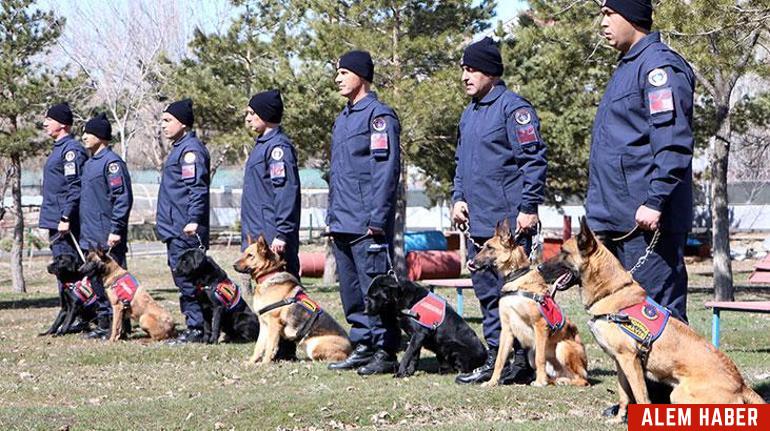 Jandarma Köpekleri: Güvenliğin Vazgeçilmezleri