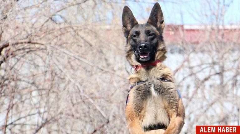 Jandarma Köpekleri: Güvenliğin Vazgeçilmezleri