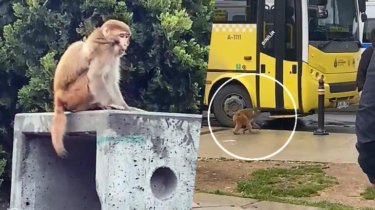 Maymunun Şehir Macerası