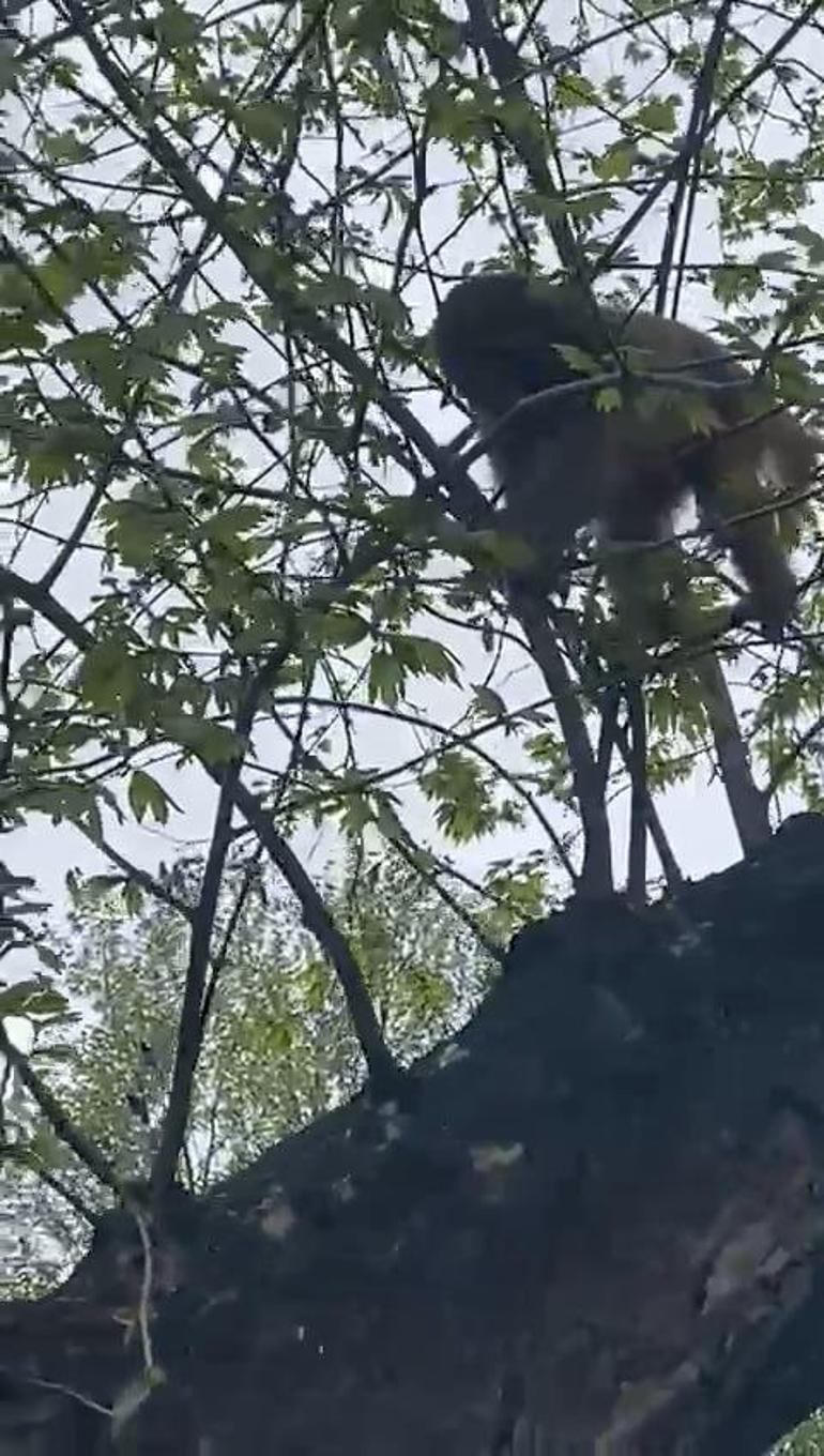 Maymunun Şehir Macerası