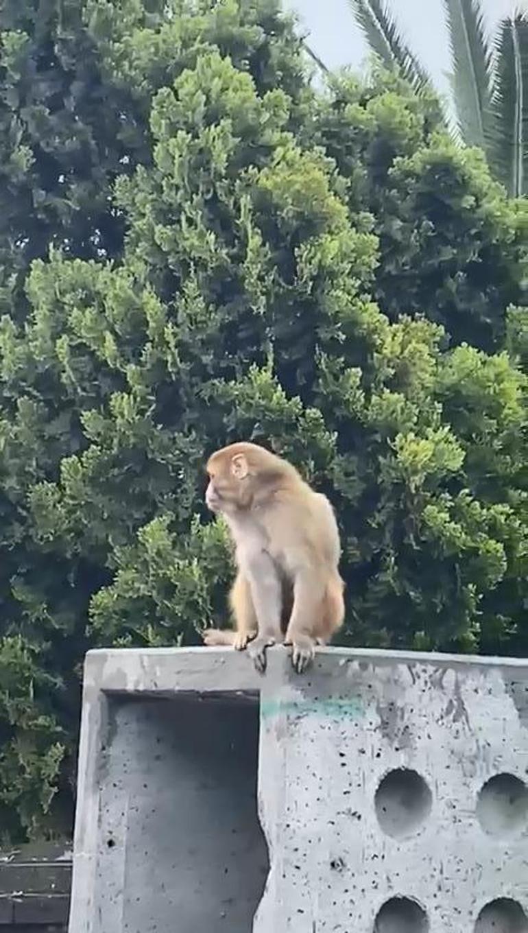 Maymunun Şehir Macerası