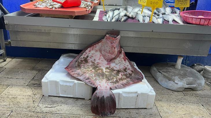 Sinoplu Balıkçılar Kalkan Balığı Avının Keyfini Çıkarıyor