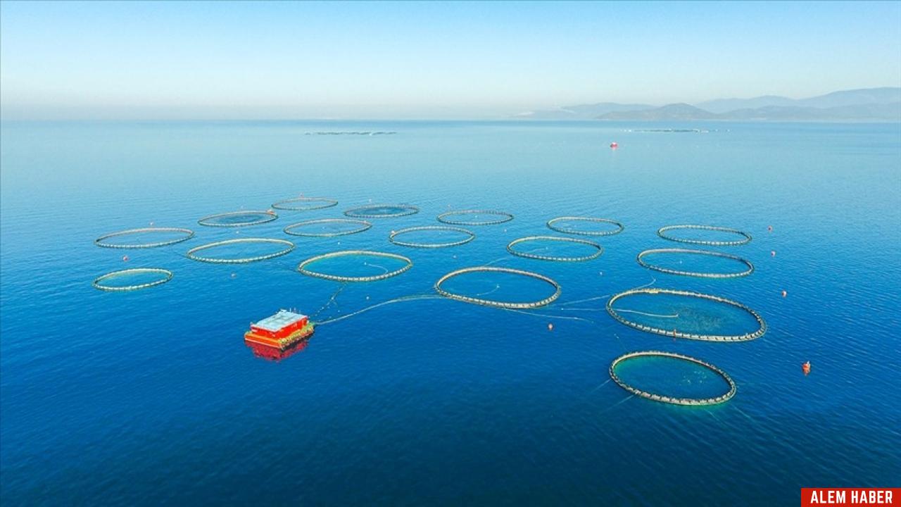 Türkiye Tarım, Ormancılık ve Balıkçılık Sektöründe Büyüme Devam Ediyor