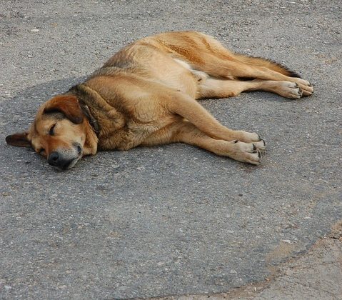 Rüyada Arının Saça Konması