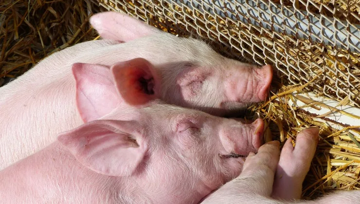 Rüyada At Yarışı İzlemek