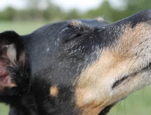 Rüyada Ayı Tırnağı Görmek