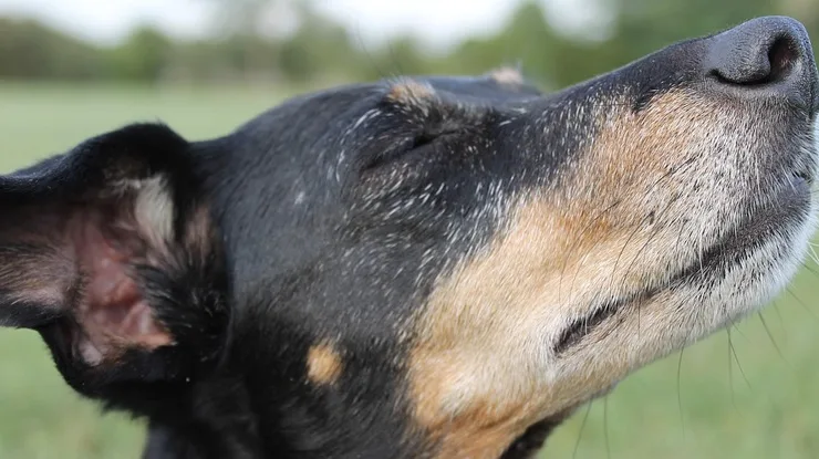 Rüyada Ayı Tırnağı Görmek