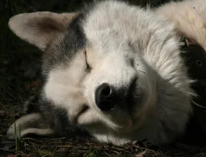 Rüyada Balık Kovalamak