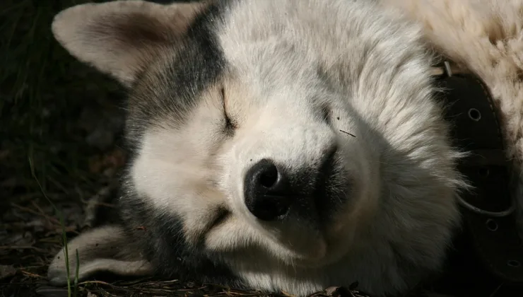 Rüyada Balık Kovalamak