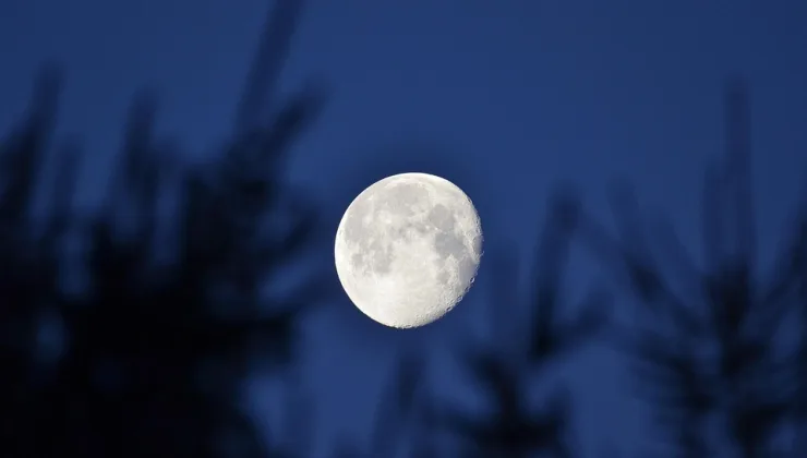 Rüyada Akrep Görmenin Olumlu ve Olumsuz Yorumları