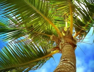 Akrep Rüyasıyla Başa Çıkma ve Çözüm Yolları