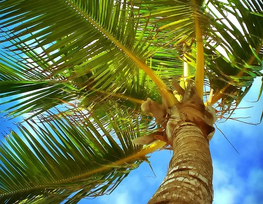 Akrep Rüyasıyla Başa Çıkma ve Çözüm Yolları