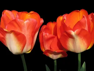 At Rüyası: Hayatınızdaki Değişim ve Hareket