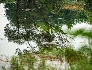 Ayı Rüyası: Güç ve Cesaretin Sembolü