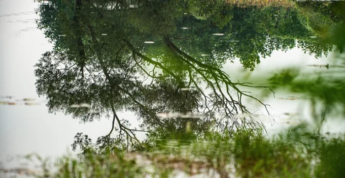 Ayı Rüyası: Güç ve Cesaretin Sembolü