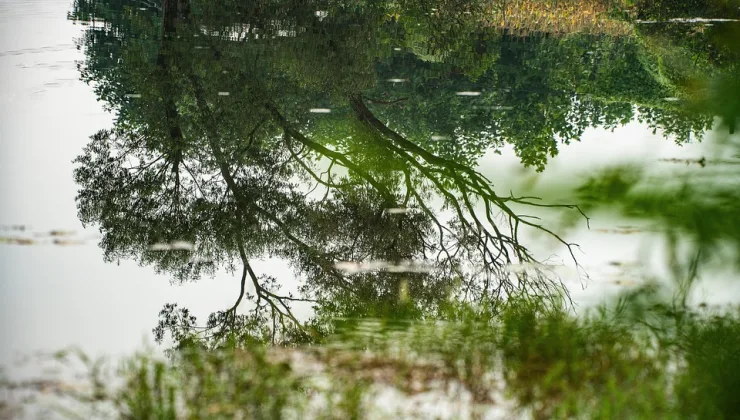 Ayı Rüyası: Güç ve Cesaretin Sembolü
