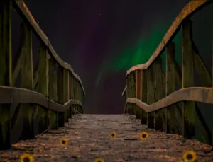 Ayı Rüyasında Karşılaşılan Korkular ve Çözümleri