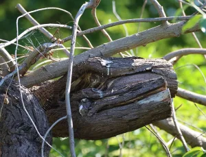 Rüyada Altın Madeni Keşfetmek: Şans ve Kader
