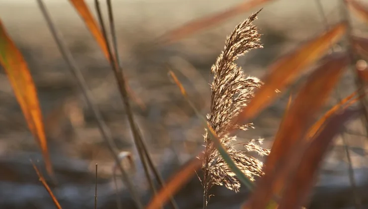 Rüyada Araba Sürmek ve Yolculuk Etmek: Yeni Başlangıçların Habercisi