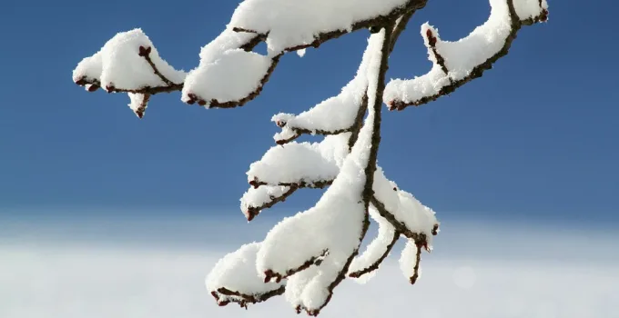Rüyada Yıkanan At Görmek